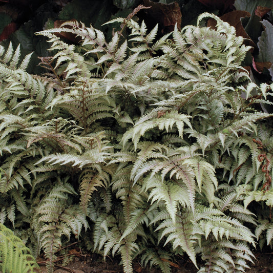 Japanese Painted Fern