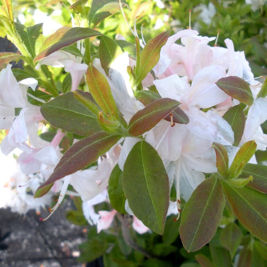 Azalea 'White Lights'