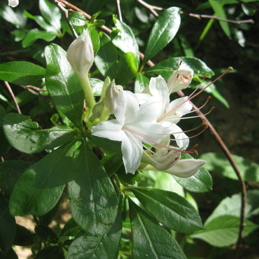 Azalea 'Sweet'