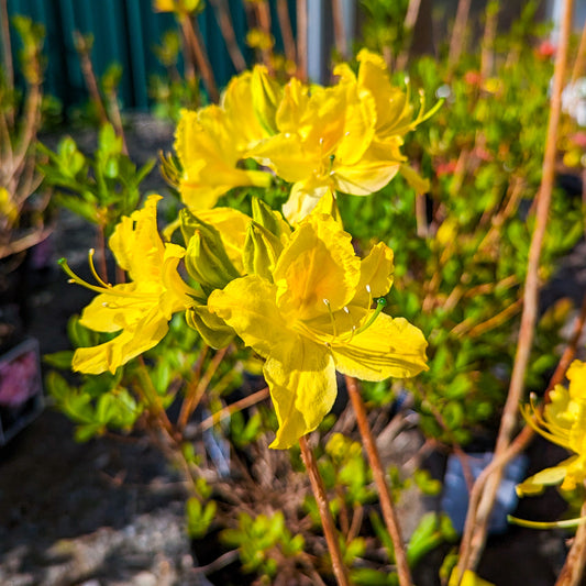 Azalea 'Lemon Lights'