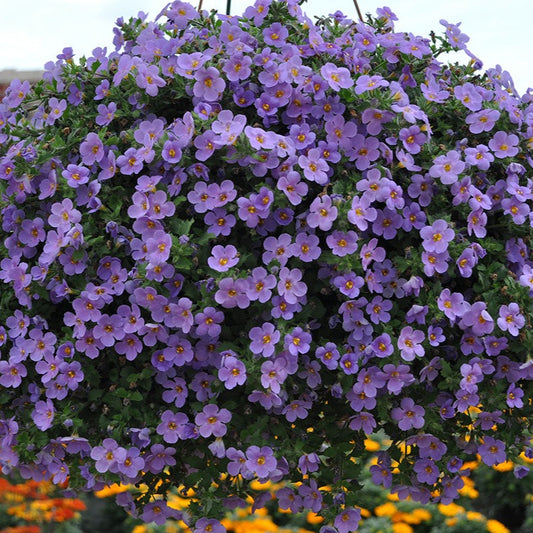 Bacopa 'Betty'