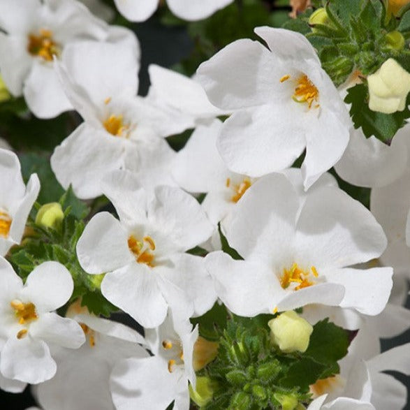Bacopa 'Betty'