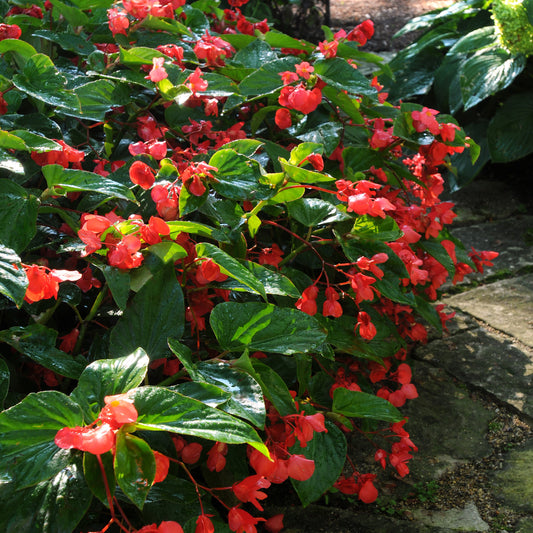 Begonia 'Dragon Wing®'