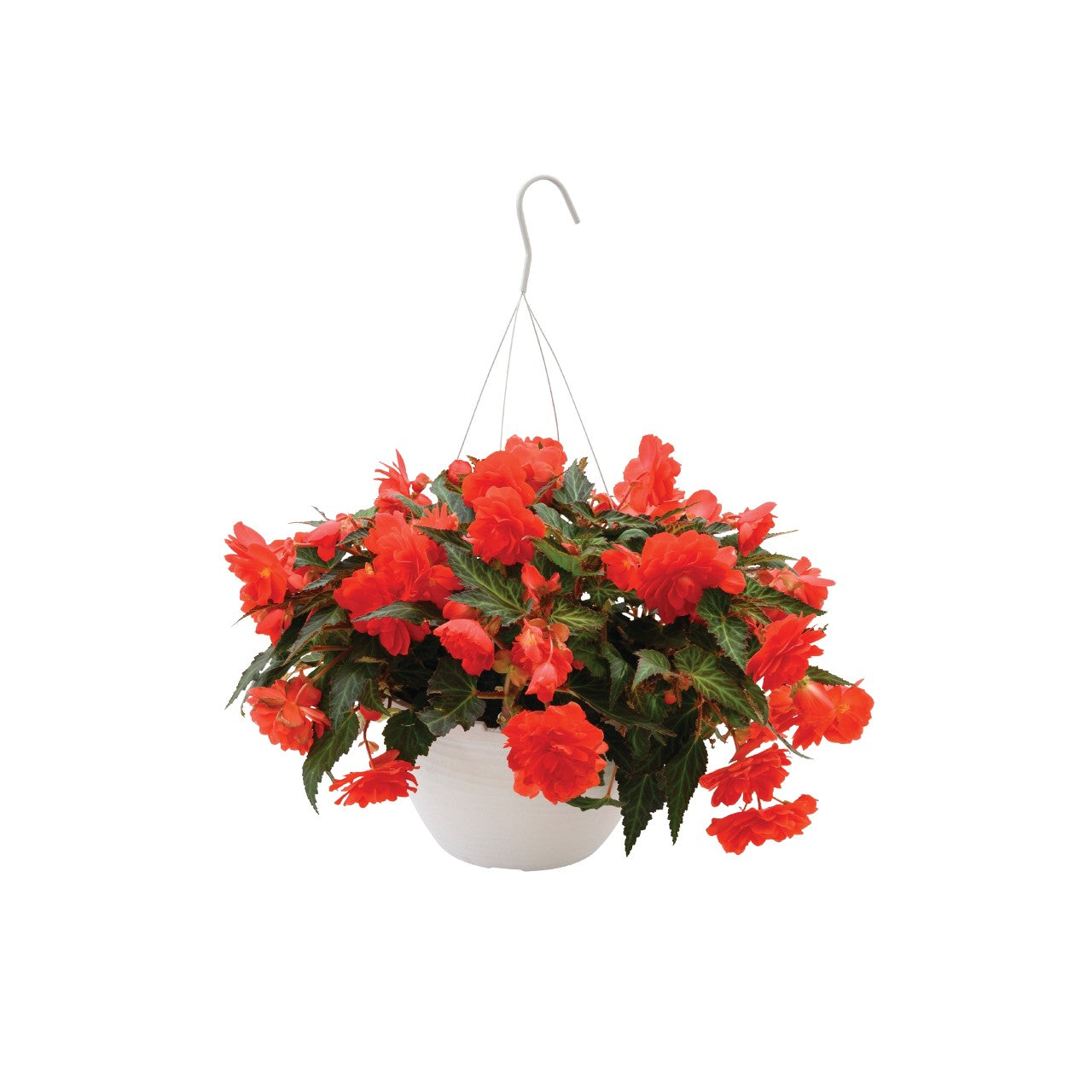 Begonia I'CONIA®