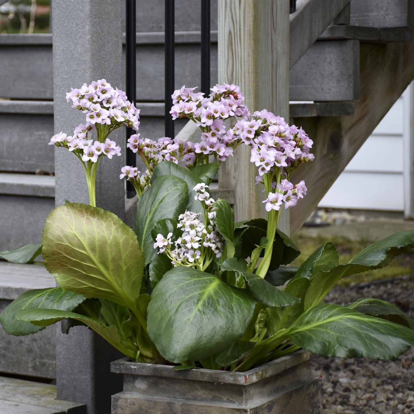 Bergenia 'Fairytale Romance'