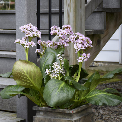 Bergenia 'Fairytale Romance'