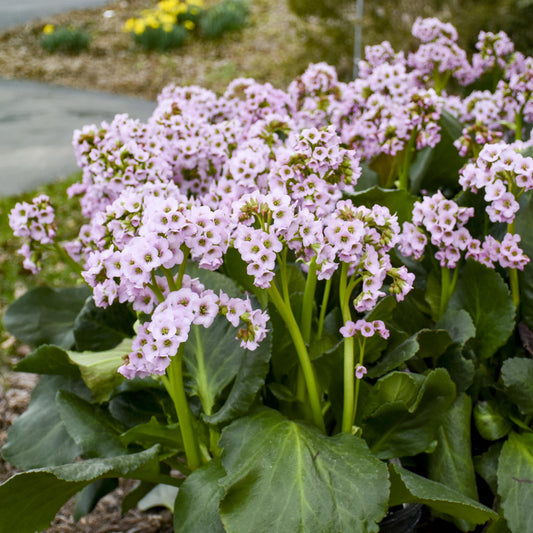 Bergenia 'Fairytale Romance'