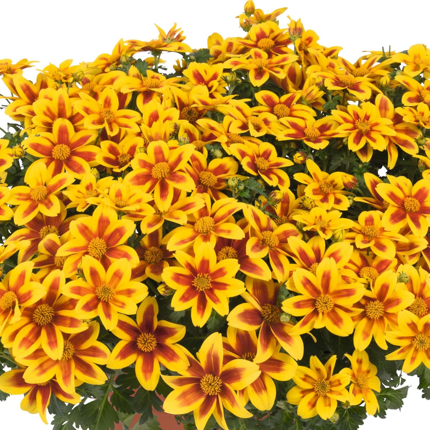 Bidens 'Bidy'