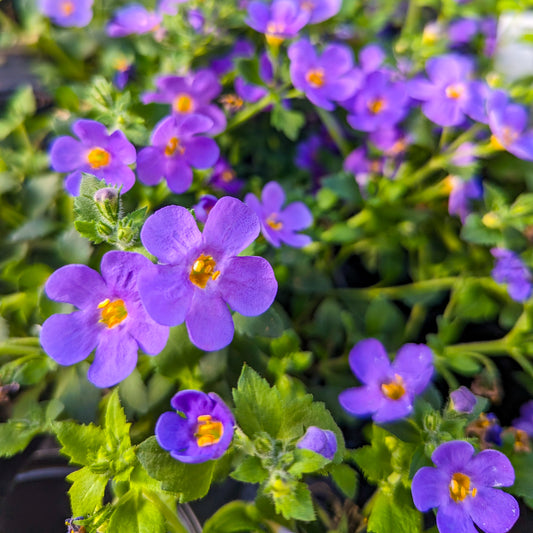 Bacopa 'Everest'