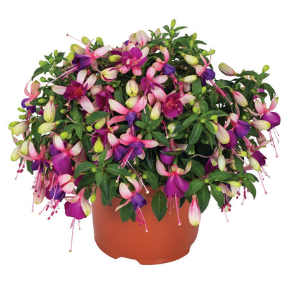 Fuchsia 'Ballerina'