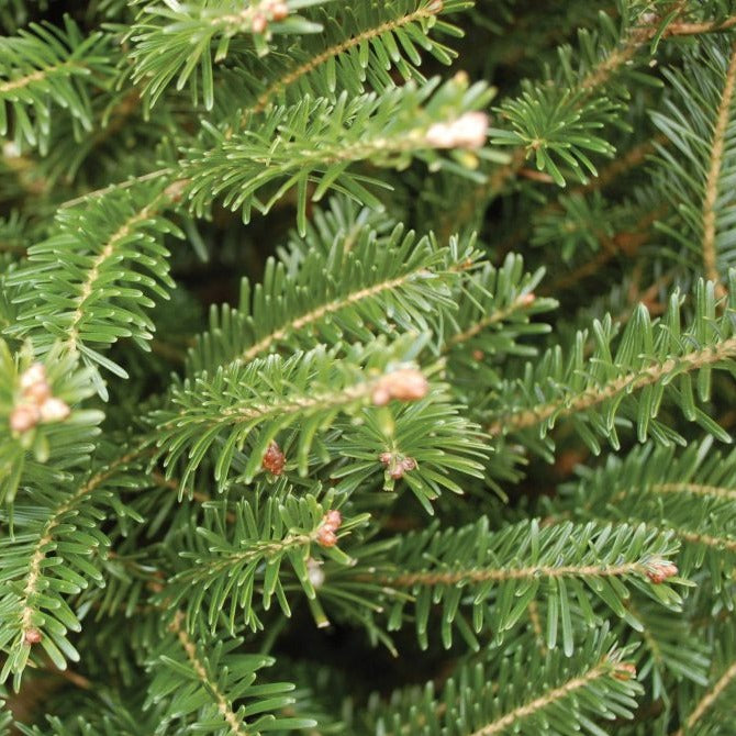 Balsam Fir 3gal Scott #39 s Nursery Ltd Balsam Fir 3gal Scott #39 s Nursery Ltd