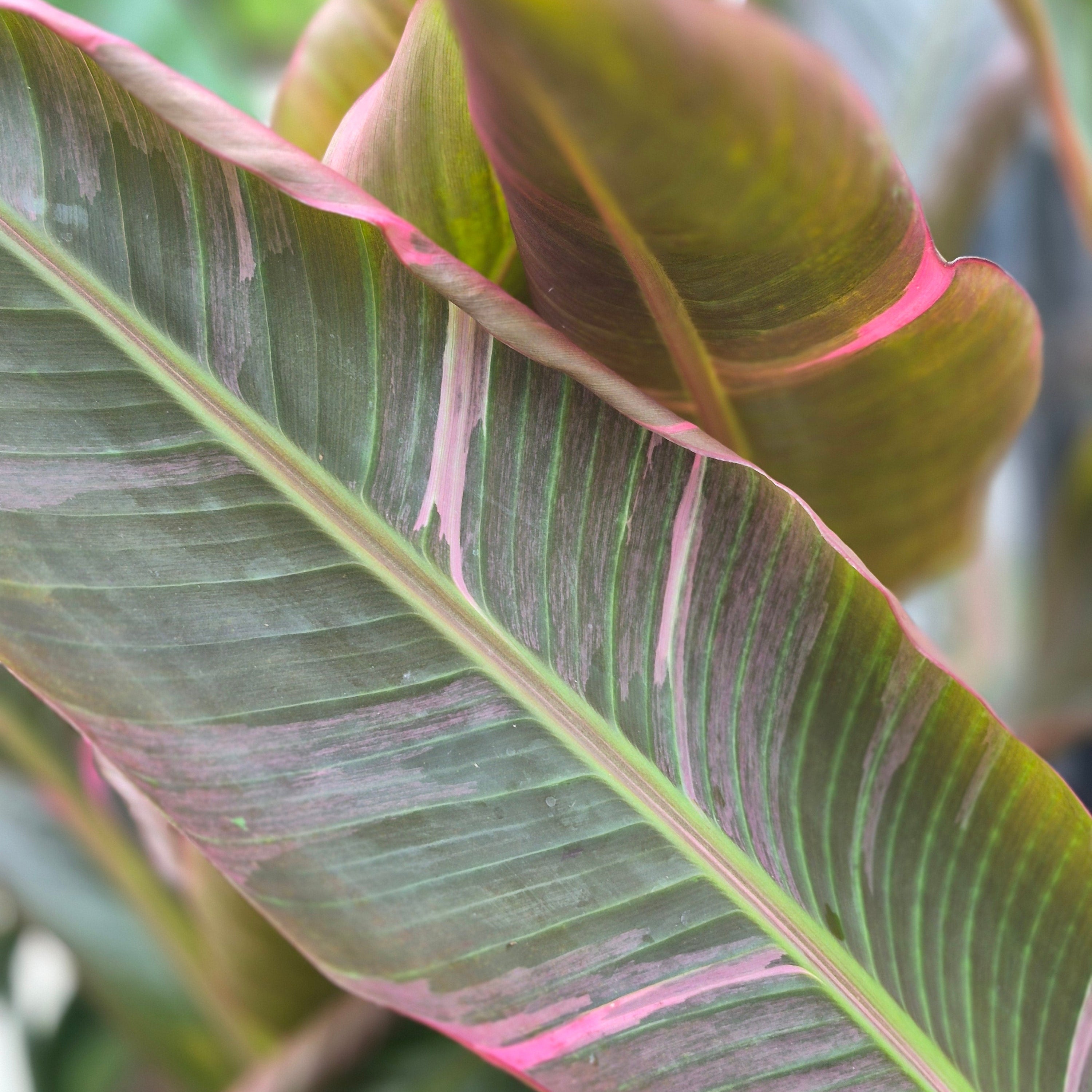 Banana 'Nono Rose'