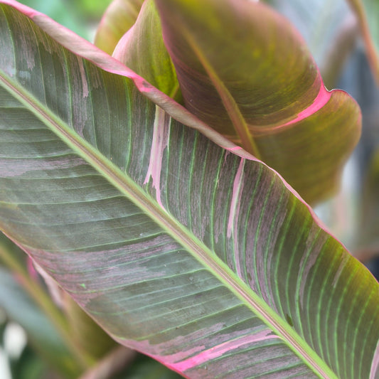 Banana 'Nono Rose'