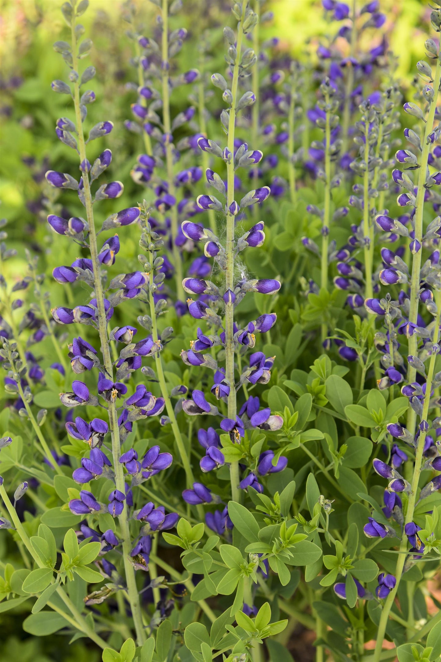 False Indigo 'Decadence Deluxe Periwinkle Popsicle'