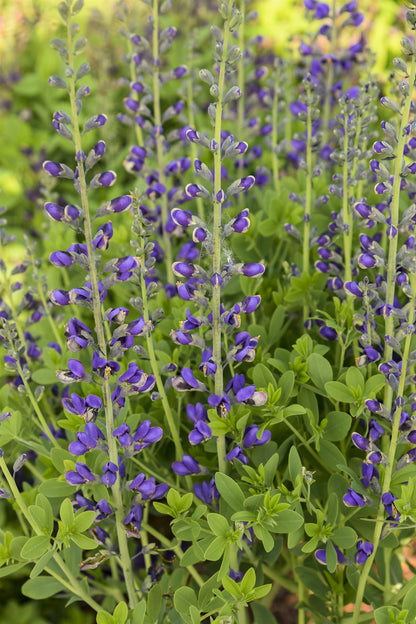 False Indigo 'Decadence Deluxe Periwinkle Popsicle'