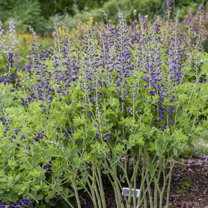 False Indigo 'Decadence Deluxe Periwinkle Popsicle'