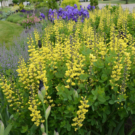 False Indigo 'Decadence Lemon Meringue'