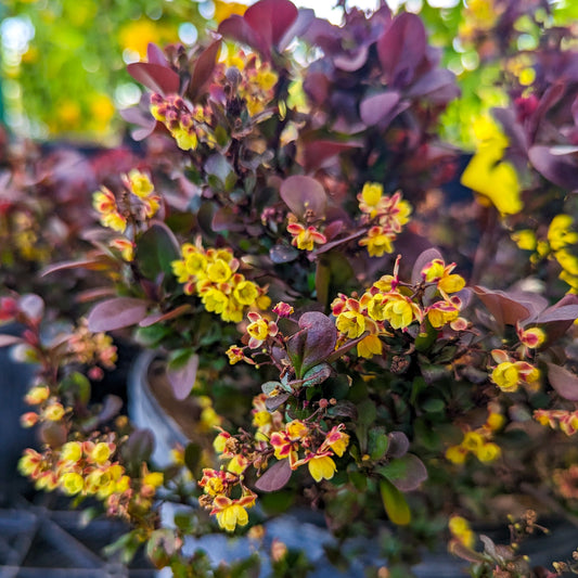 Japanese Barberry 'Concorde'