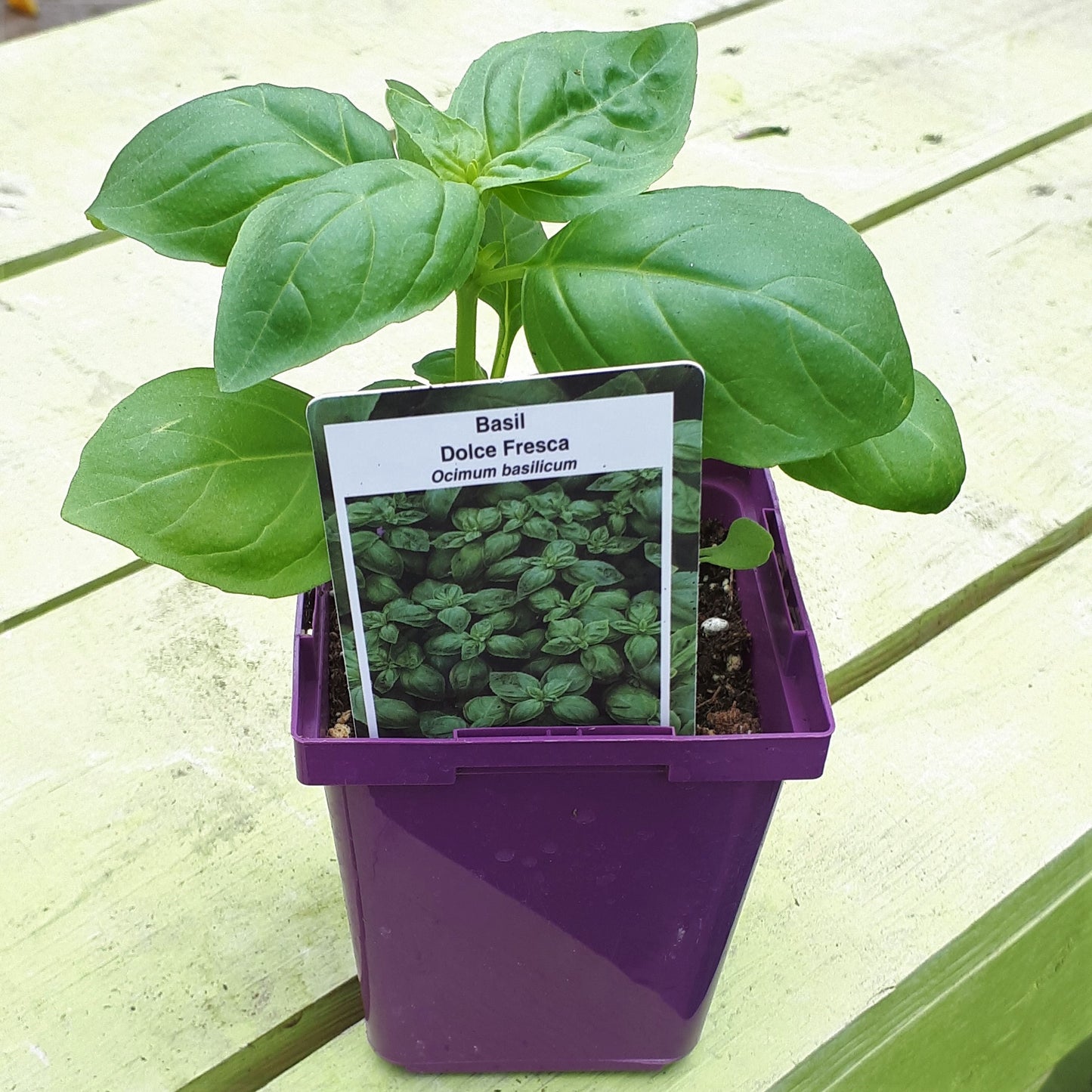 Basil 'Dolce Fresca'