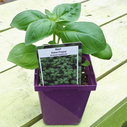 Basil 'Dolce Fresca'