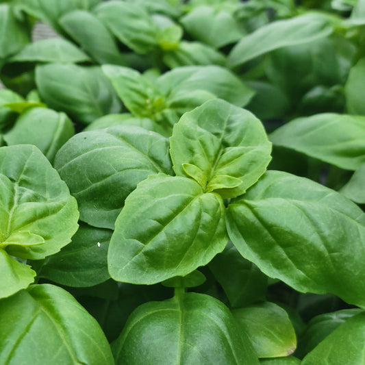 Basil 'Genovese'