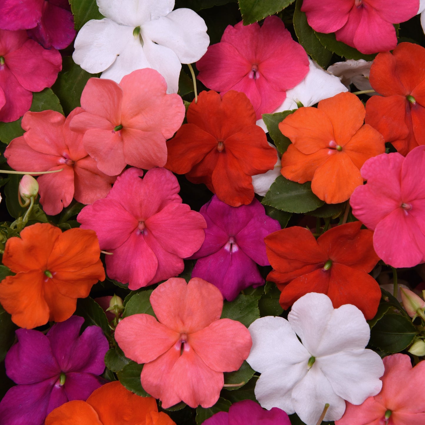 Impatiens 'Beacon'