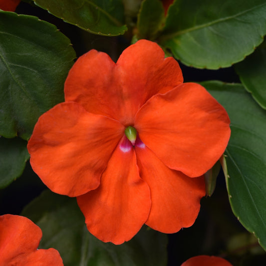 Impatiens 'Beacon'