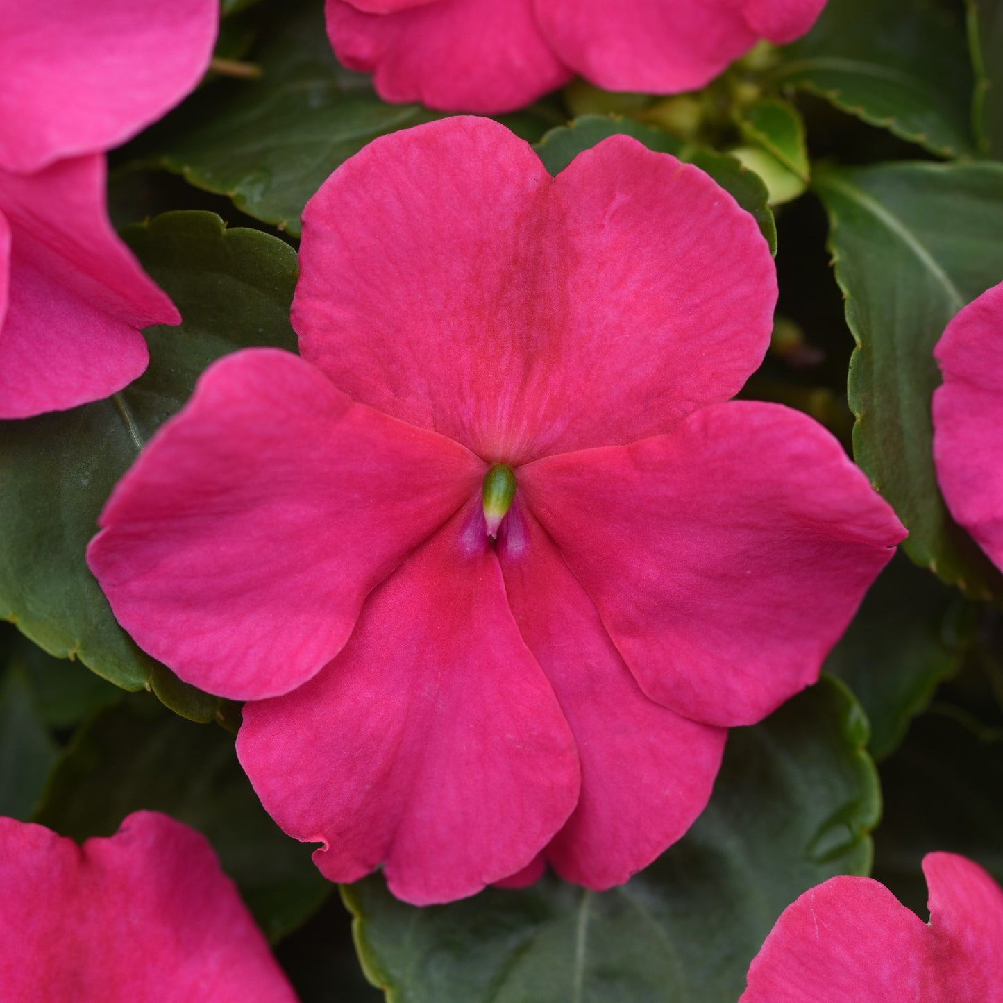 Impatiens 'Beacon'