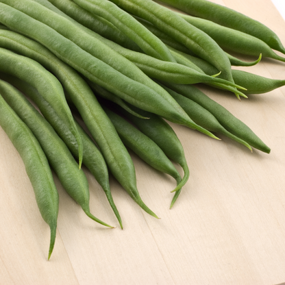 Beans 'Provider' (Green) Bush