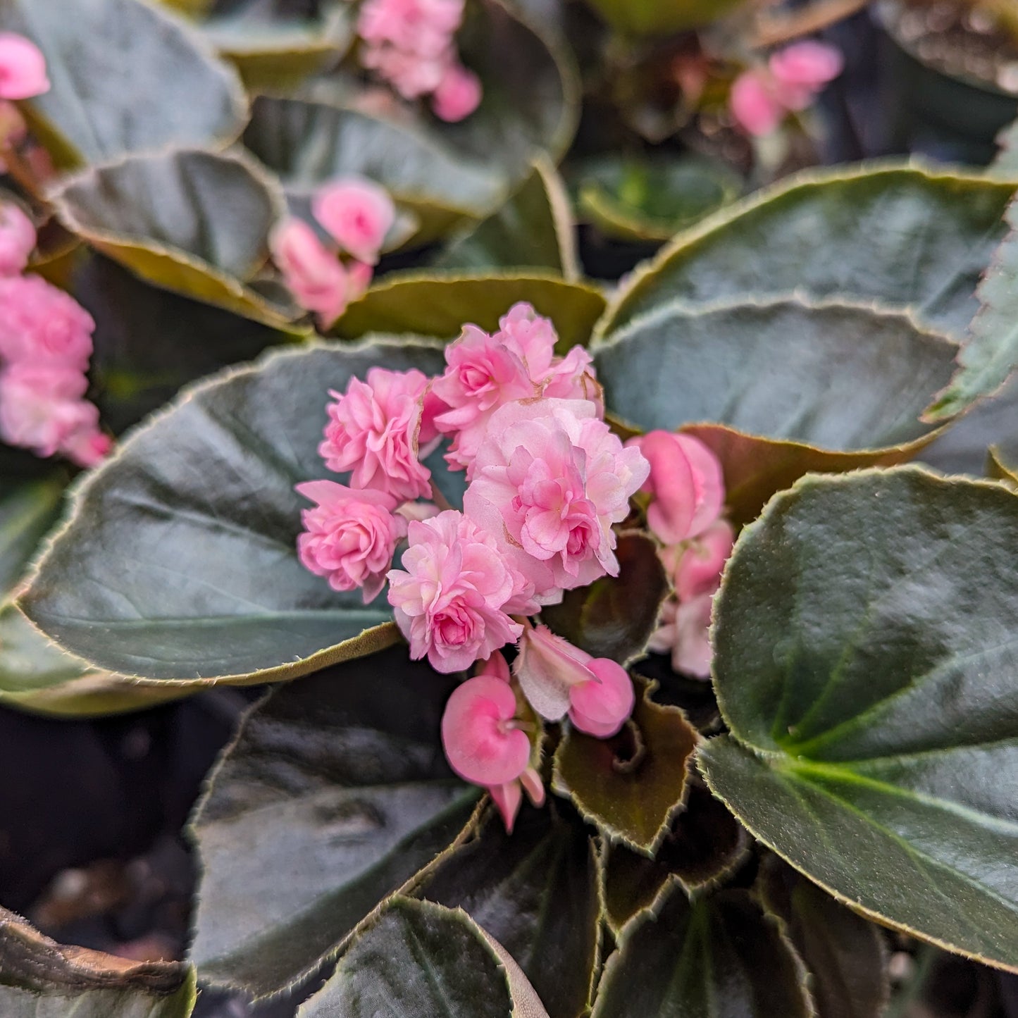 Begonia 'Doublet'