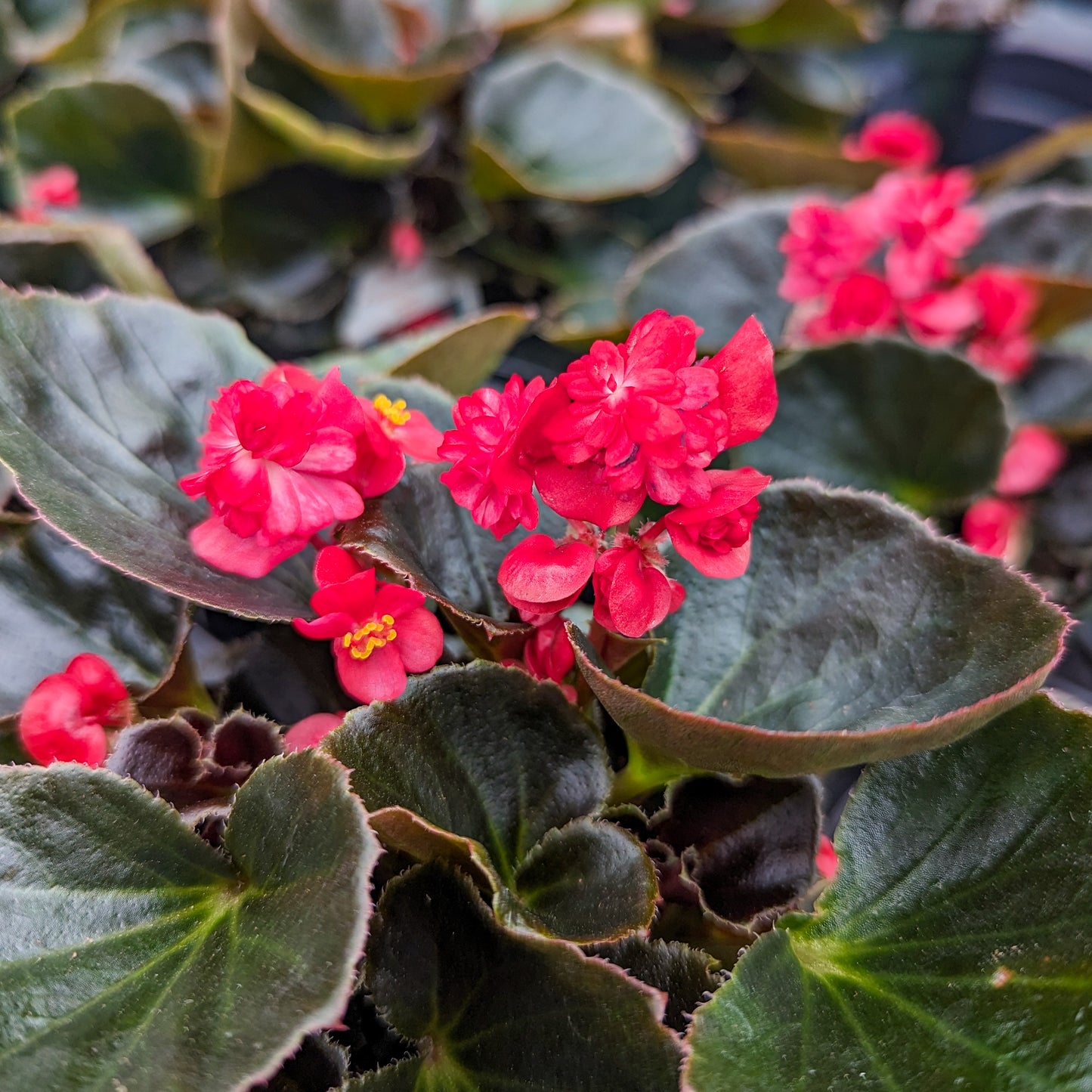 Begonia 'Doublet'