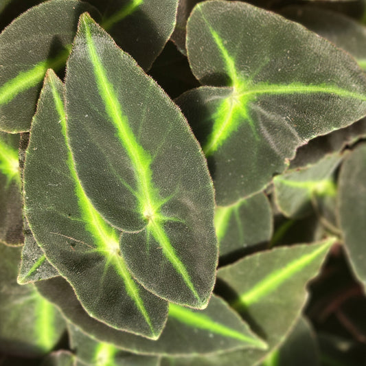 Begonia Listada (Striped Begonia)