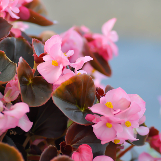 Begonia 'Nightlife'