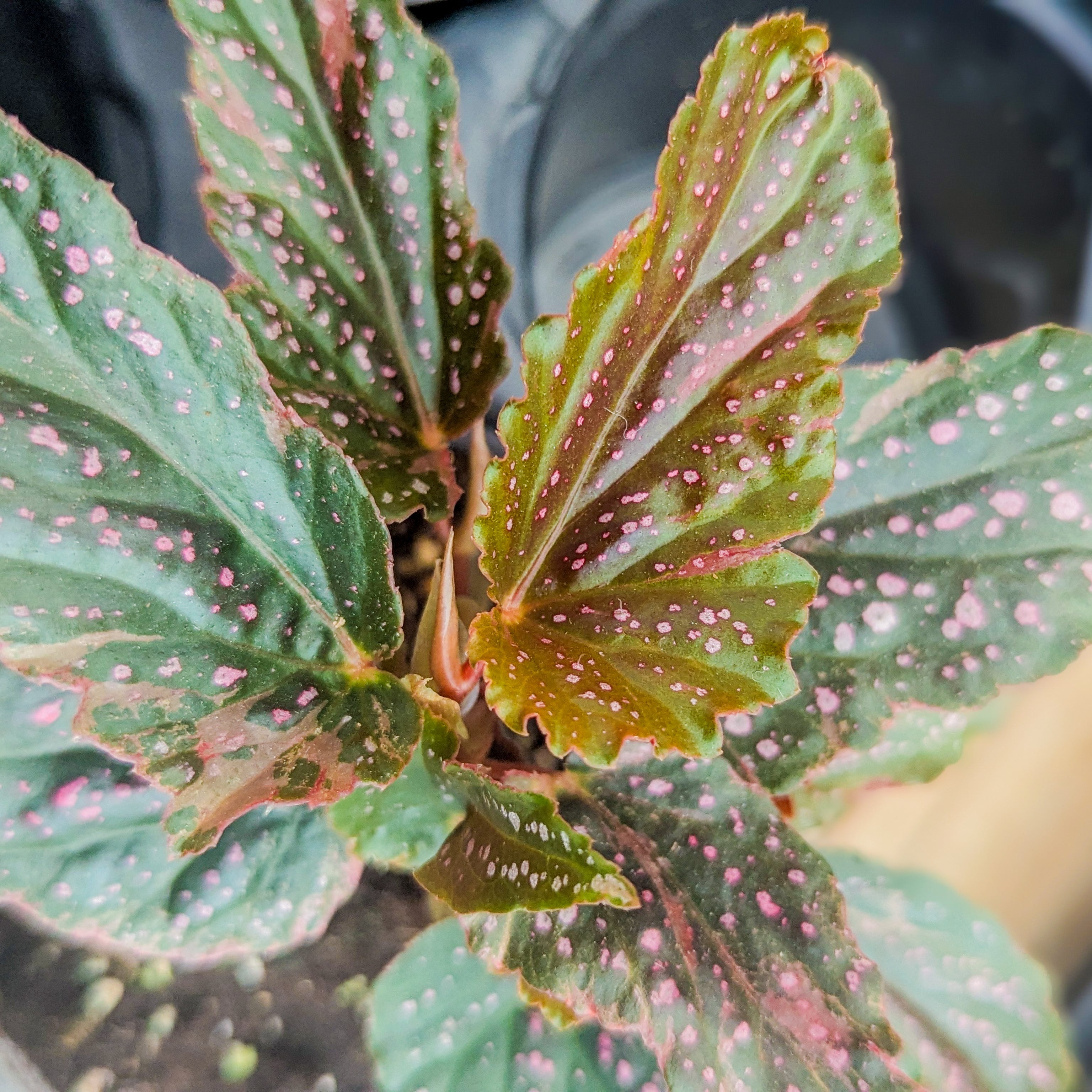 Begonia 'Pink Spot'