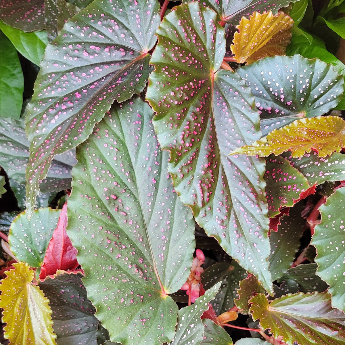 Begonia 'Pink Spot'