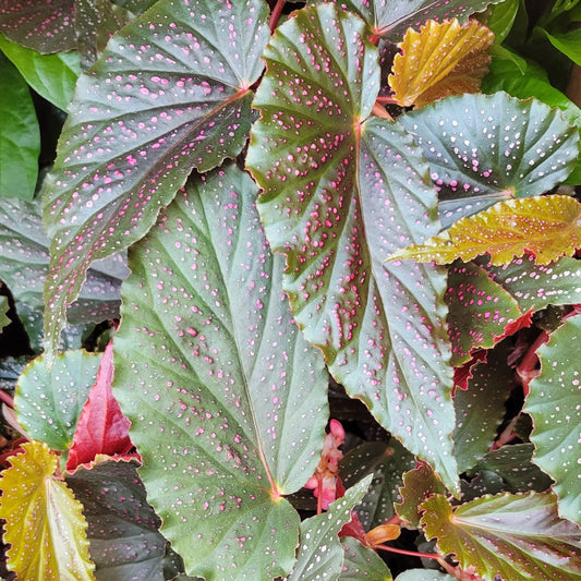 Begonia 'Pink Spot'