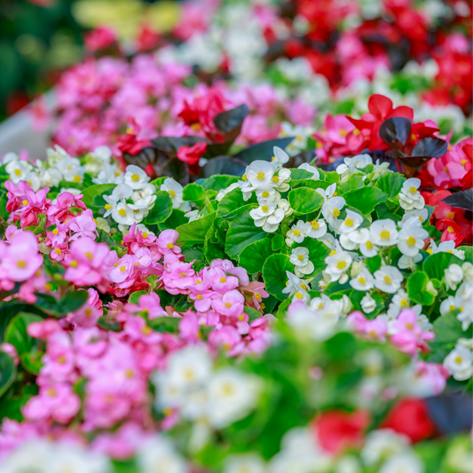 Begonia 'Super Cool'