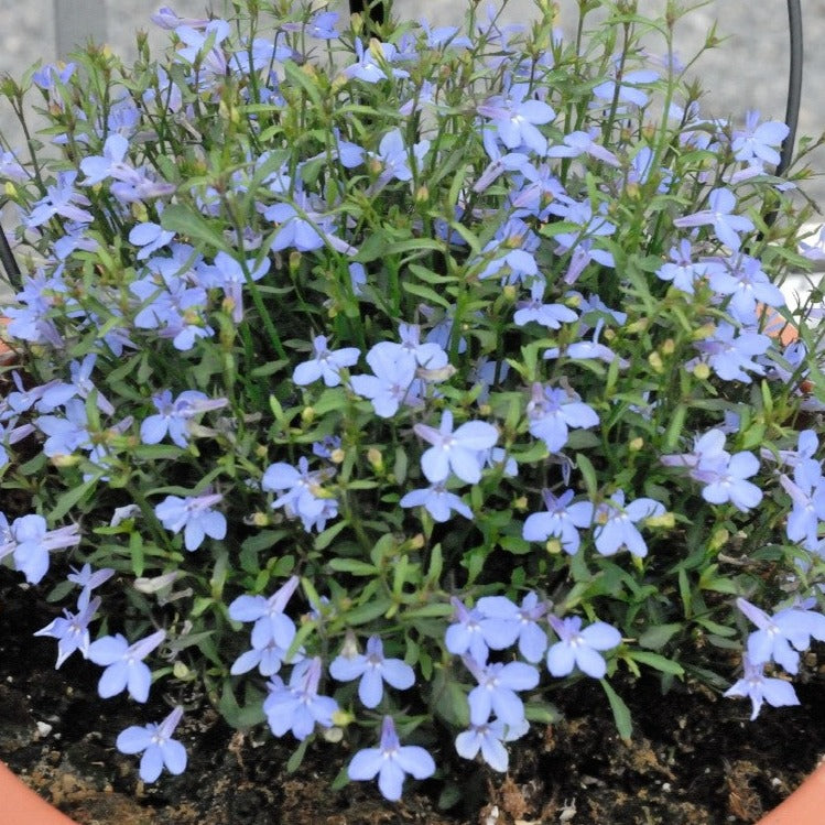 Lobelia 'Bella'