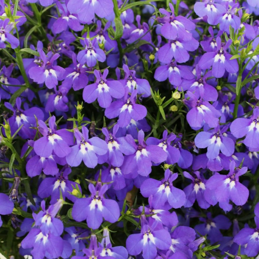 Lobelia 'Bella'