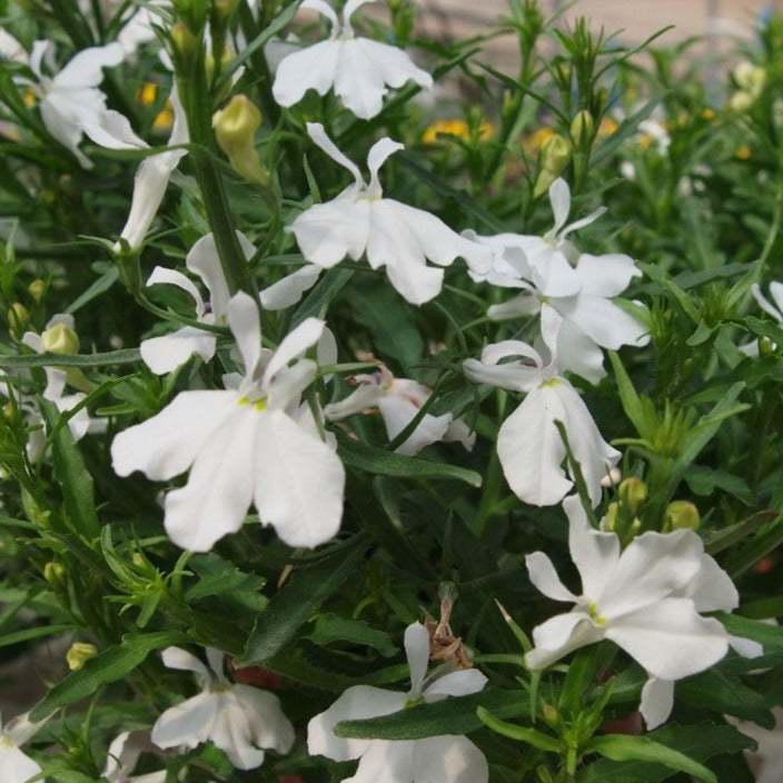 Lobelia 'Bella'