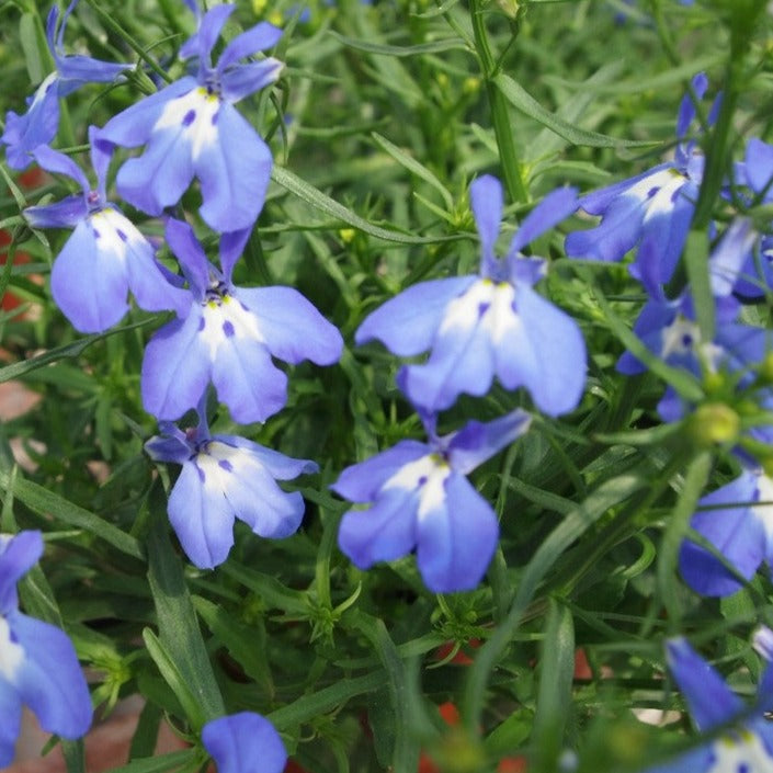 Lobelia 'Bella'