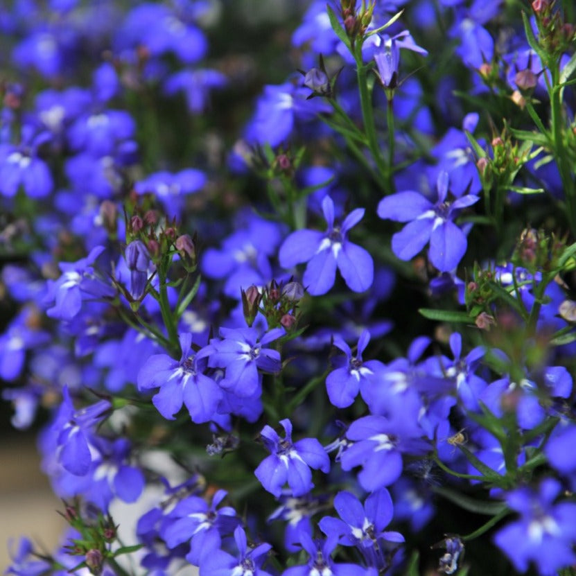 Lobelia 'Bella'