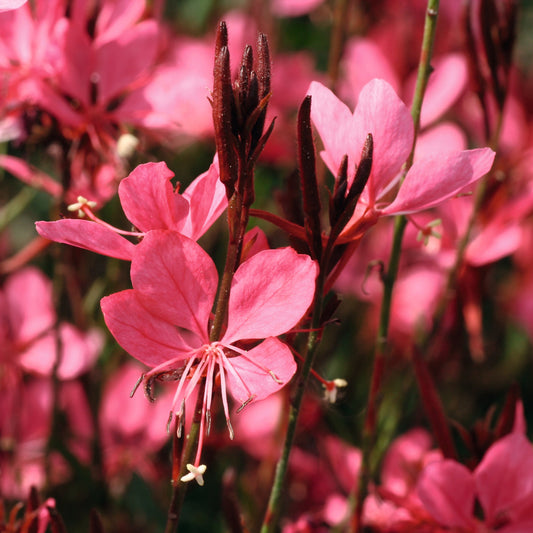 Gaura 'Belleza®'