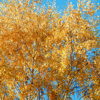 Yellow Birch