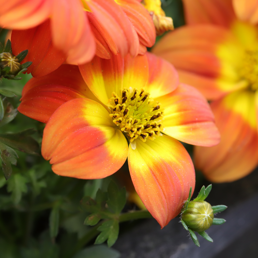 Bidens 'Bidy'