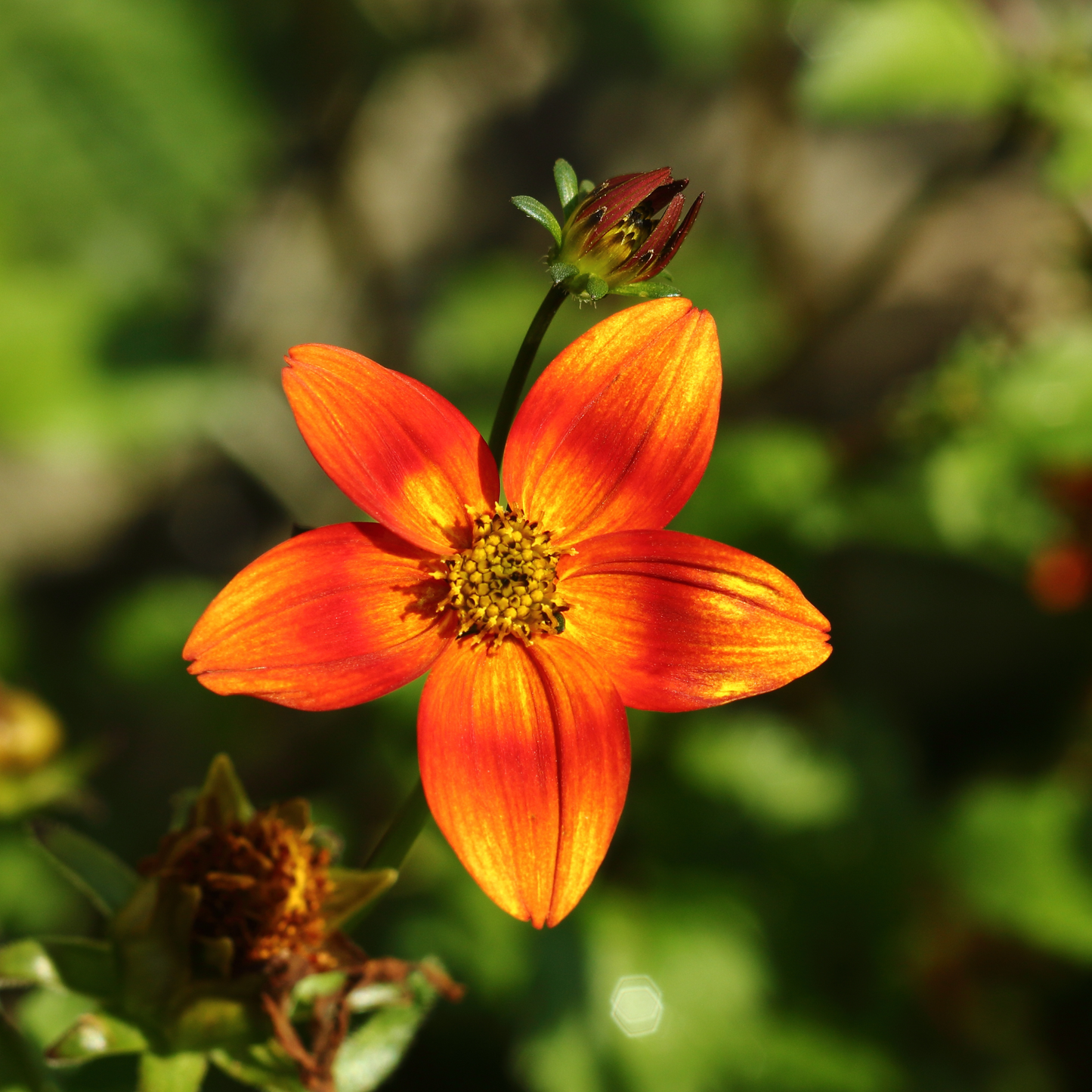 Bidens 'Bidy'