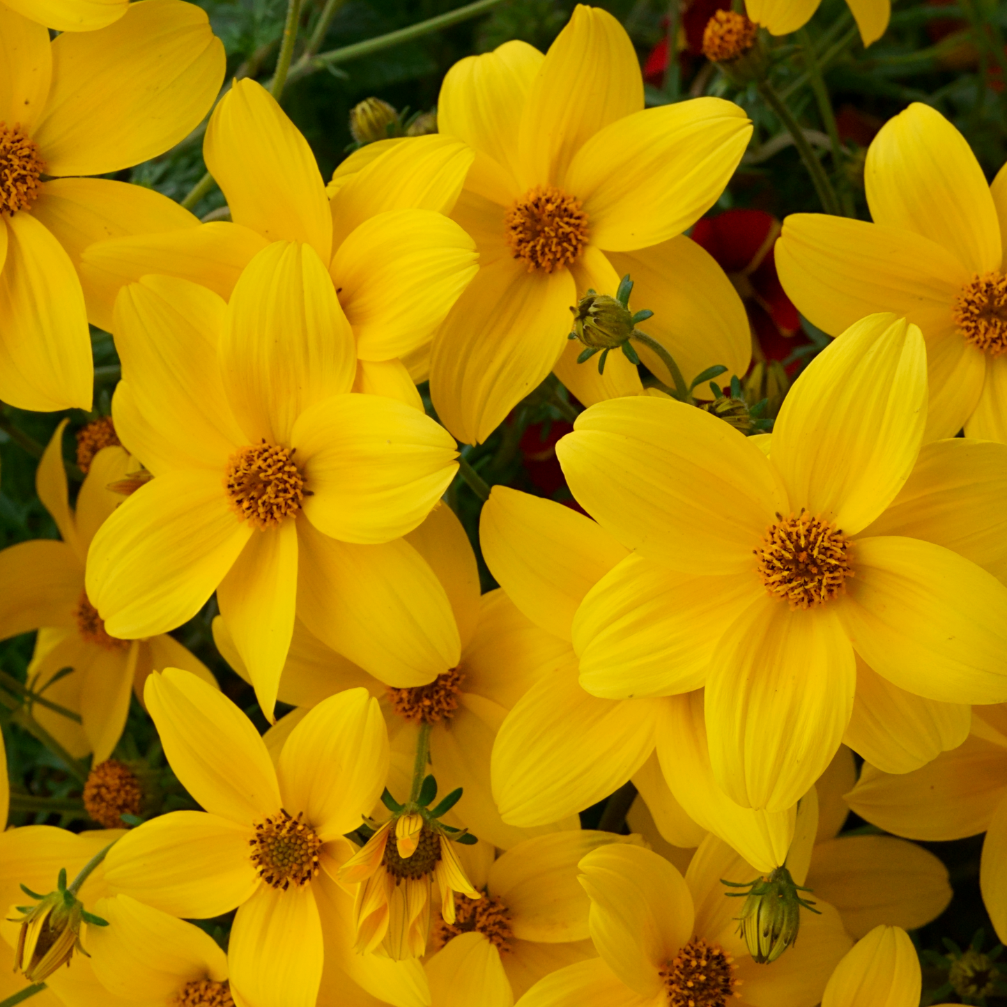 Bidens 'Bidy'