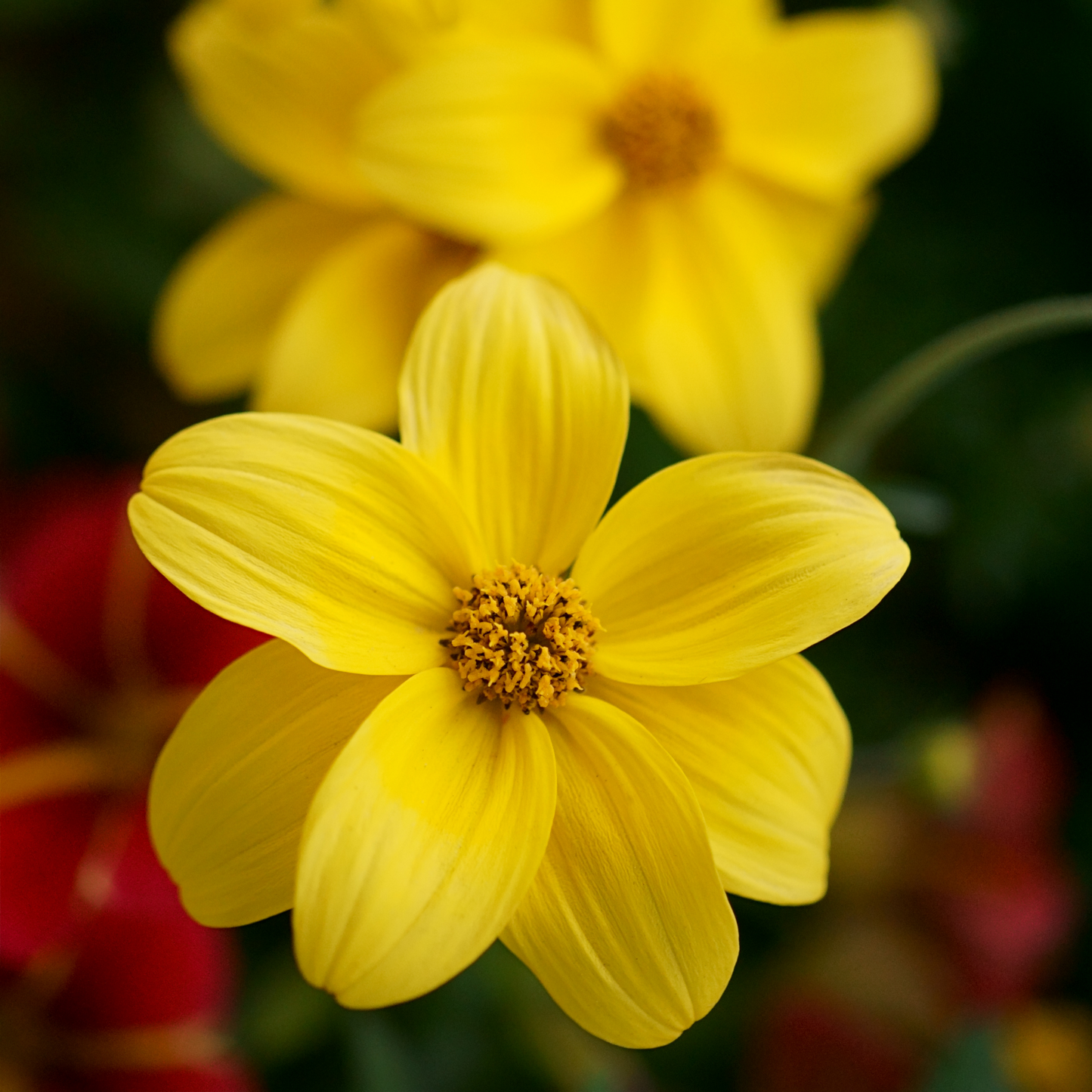 Bidens 'Bidy'