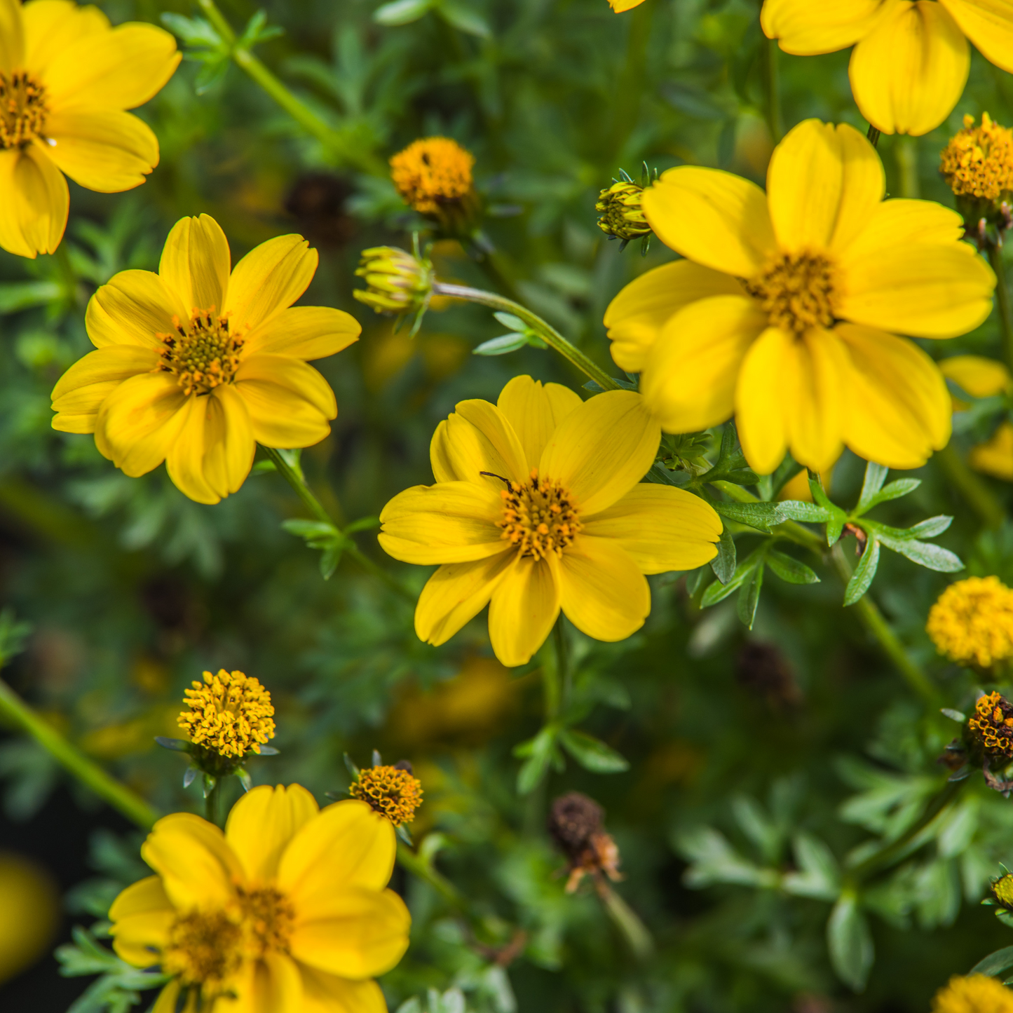 Bidens 'Bidy'