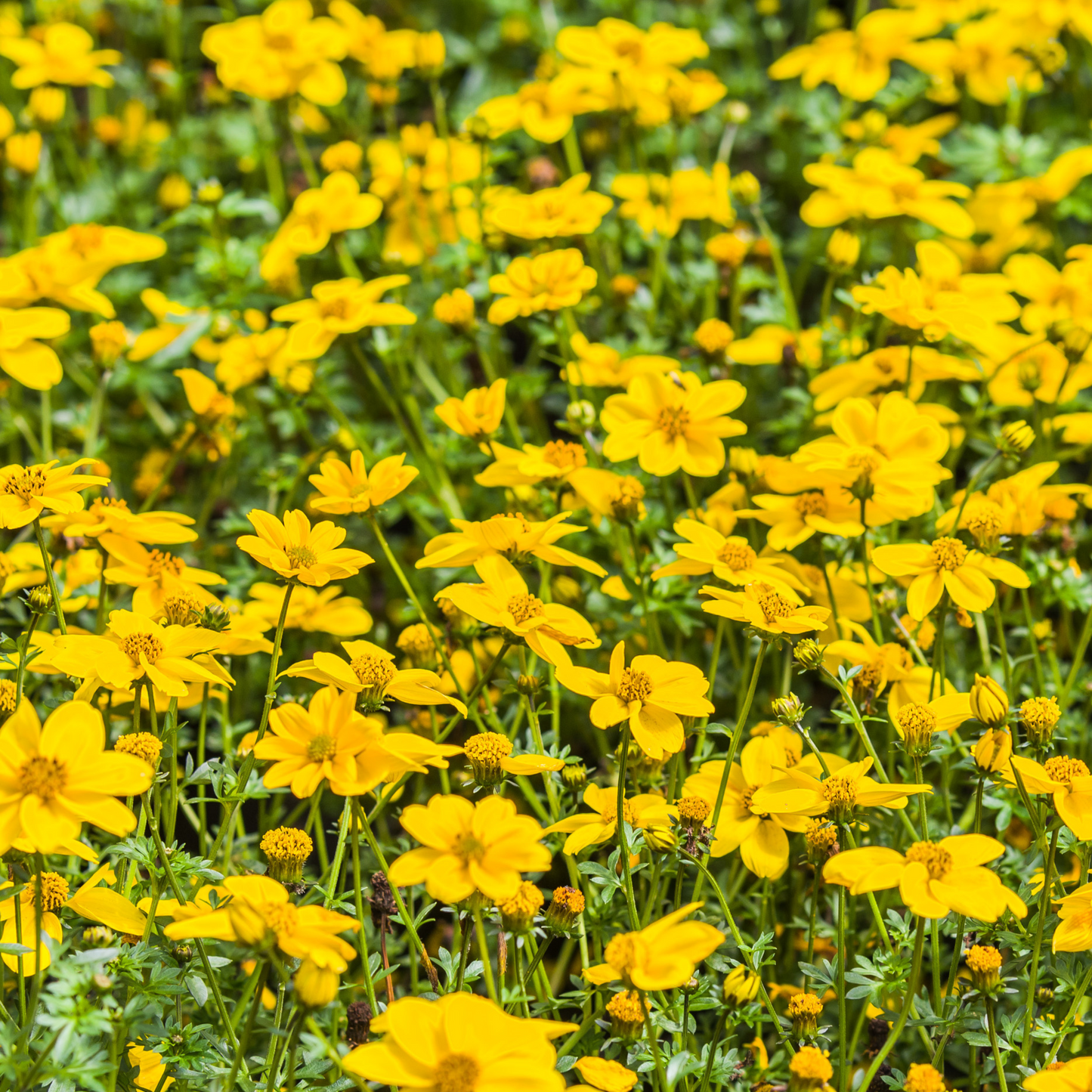 Bidens 'Bidy'